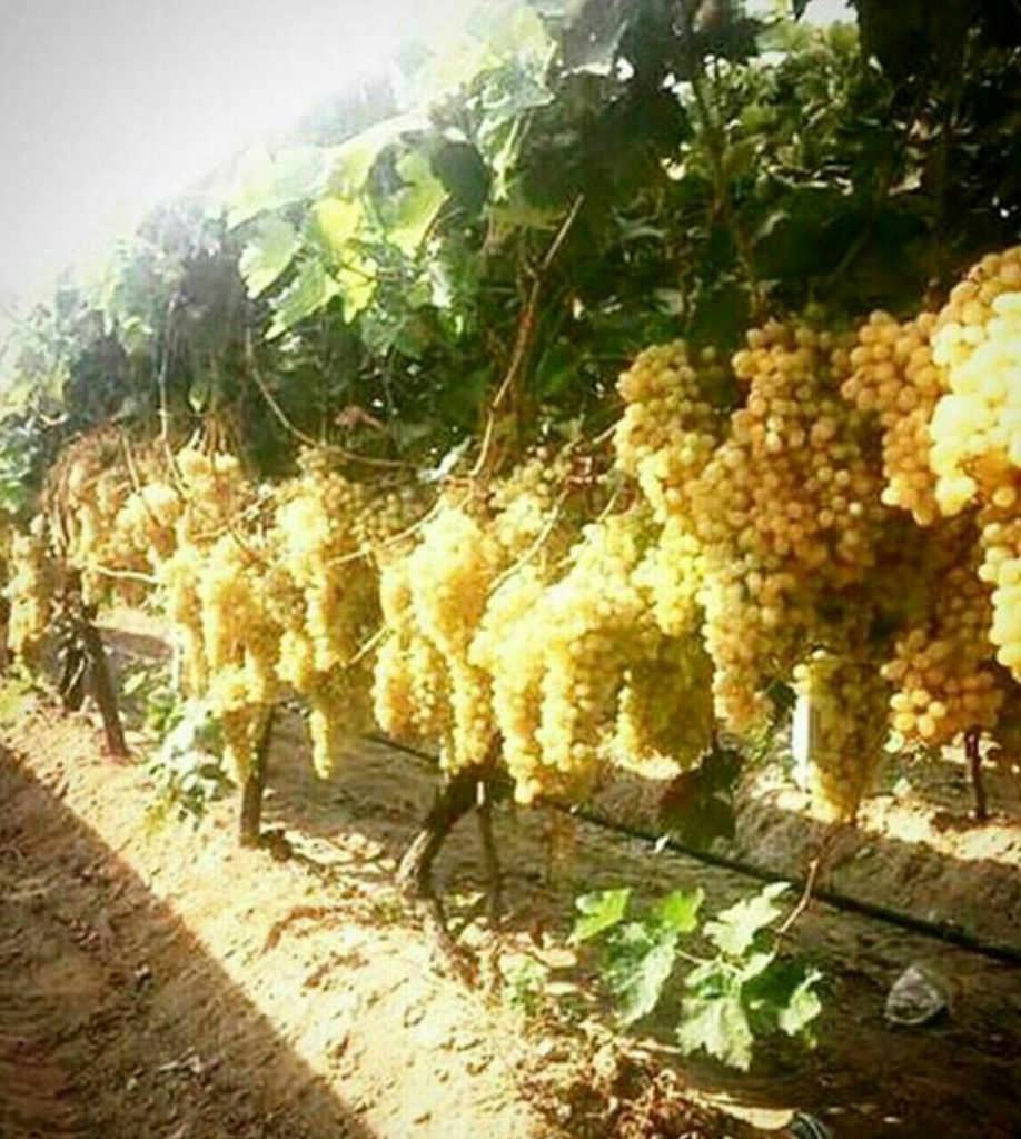 نمونه شماره3