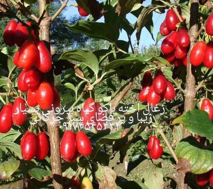 نمونه شماره1