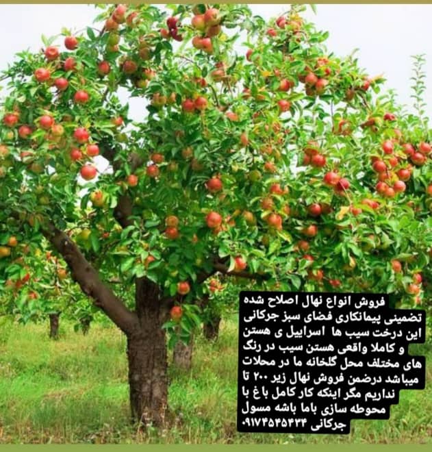نمونه شماره1