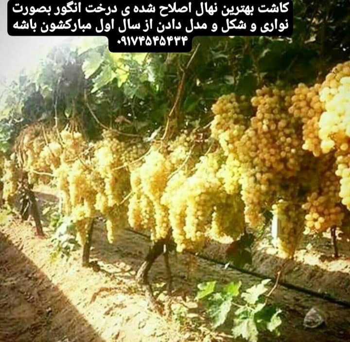 نمونه شماره3