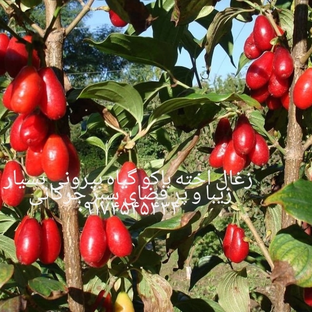 نمونه شماره1